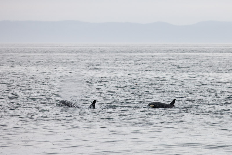 110_Orcas