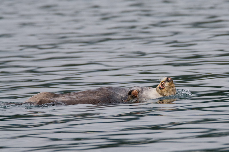 111_Sea Otter