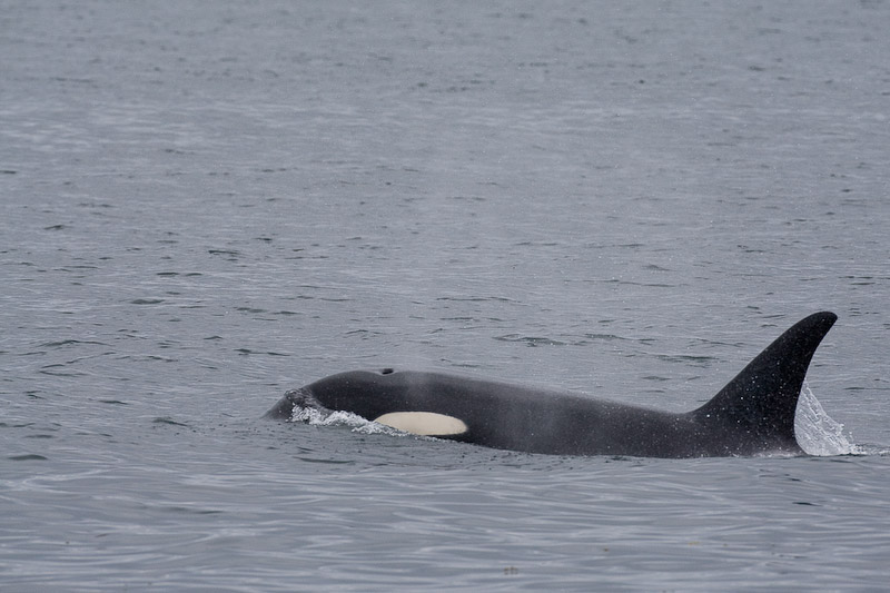 112_Orca Spout