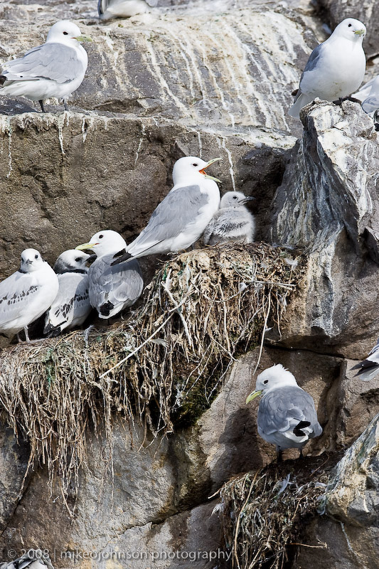 138_Birds with Chick