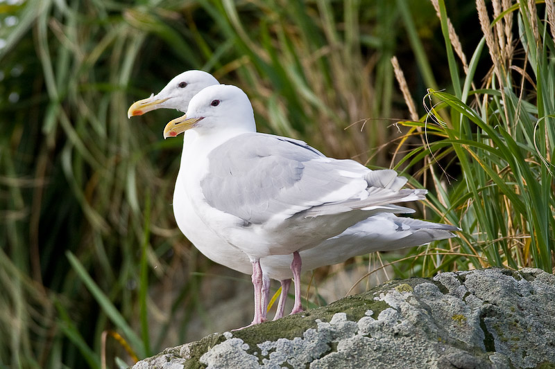 139_Gulls
