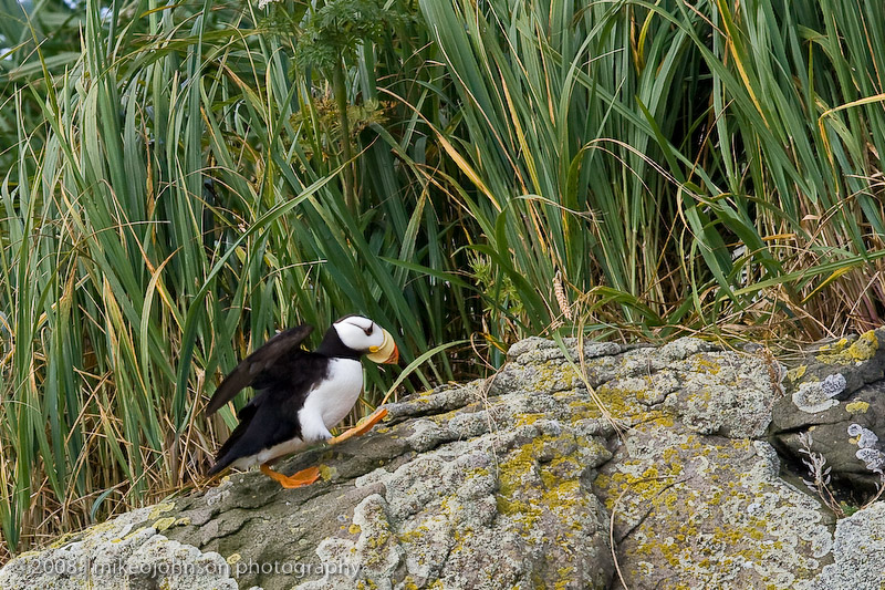 142_Puffin