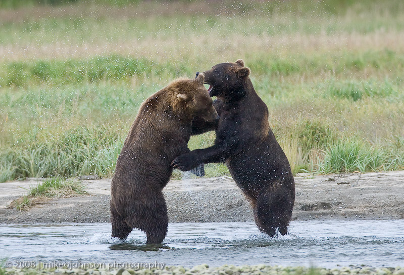 147_Bears Sparing