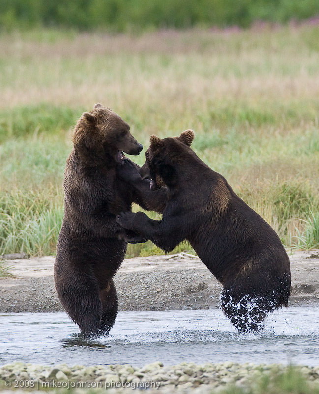 148_Bears Sparing