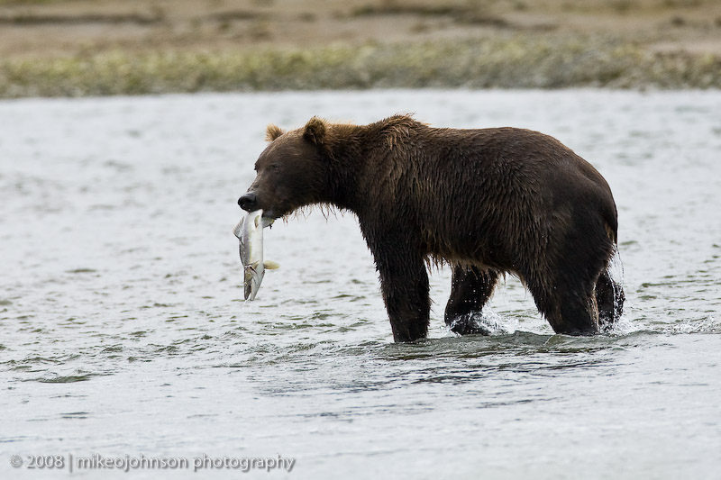 151_Bear with Fish