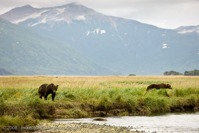 152_Bear Scenic