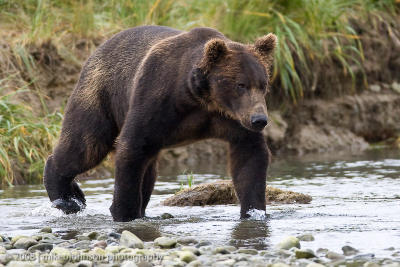 154_Bear Fishing