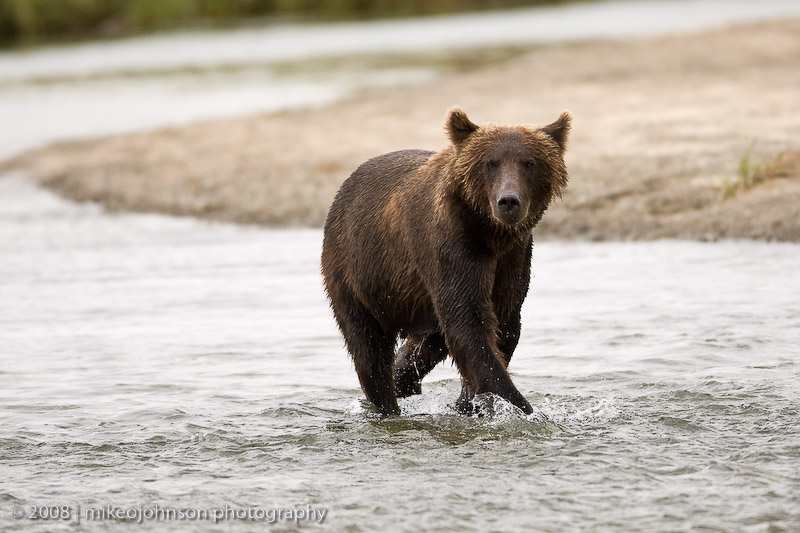 155_Bear Fishing