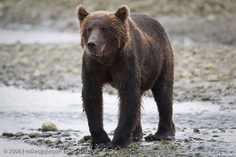 157_Bear Fishing