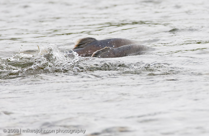 161_Salmon Running in Shallow Water