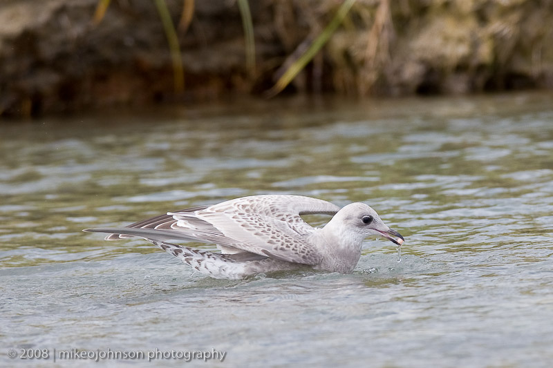 162_Bird with Salmon Egg
