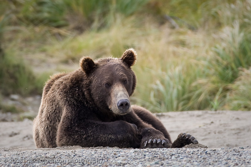 164_Bear at Rest