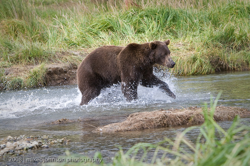 165_Bear Fishing