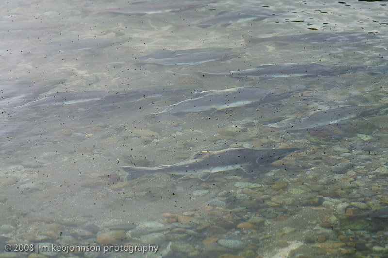167_Salmon Running in Shallow Water