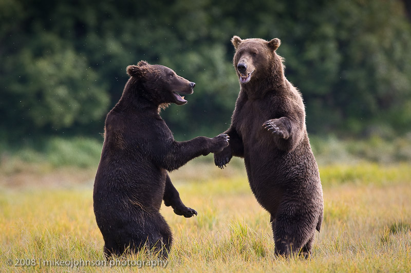171_Bears Sparring