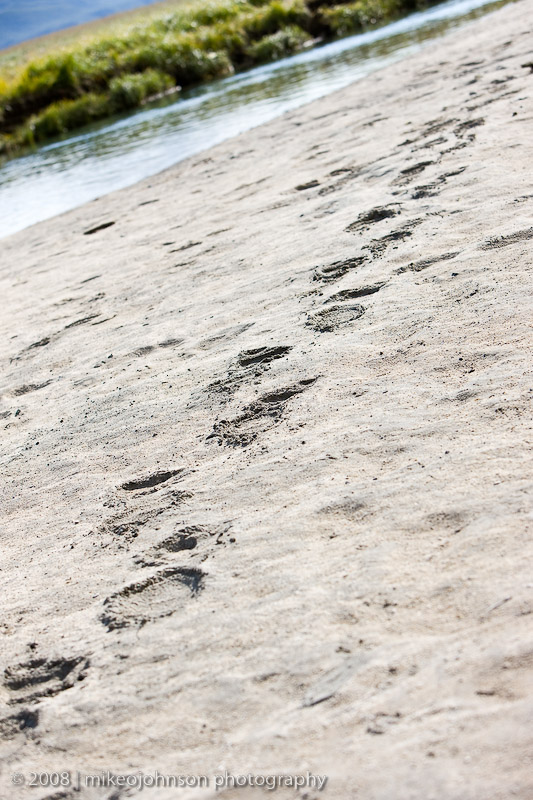 176_Bear Tracks