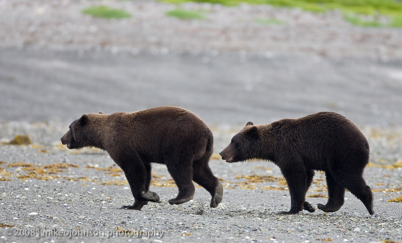 178_Bears Passing By