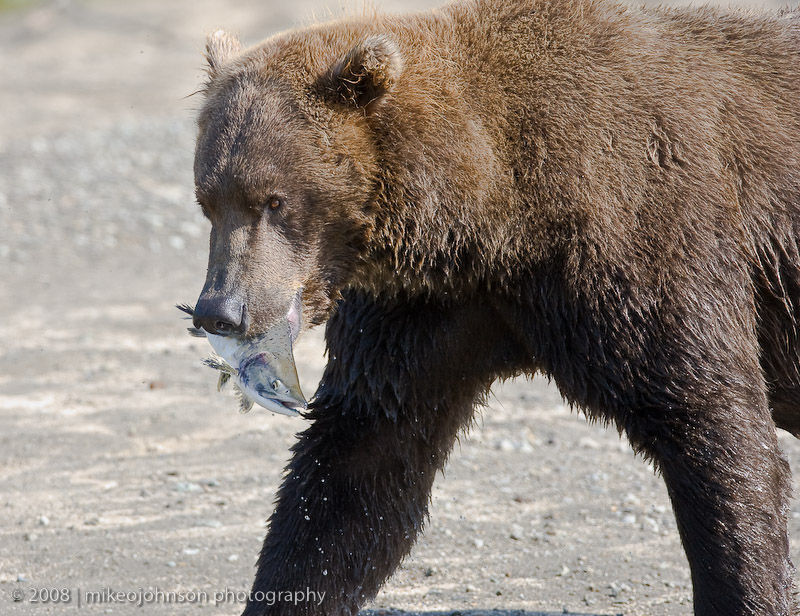 183_Bear with Fish Going to Eat