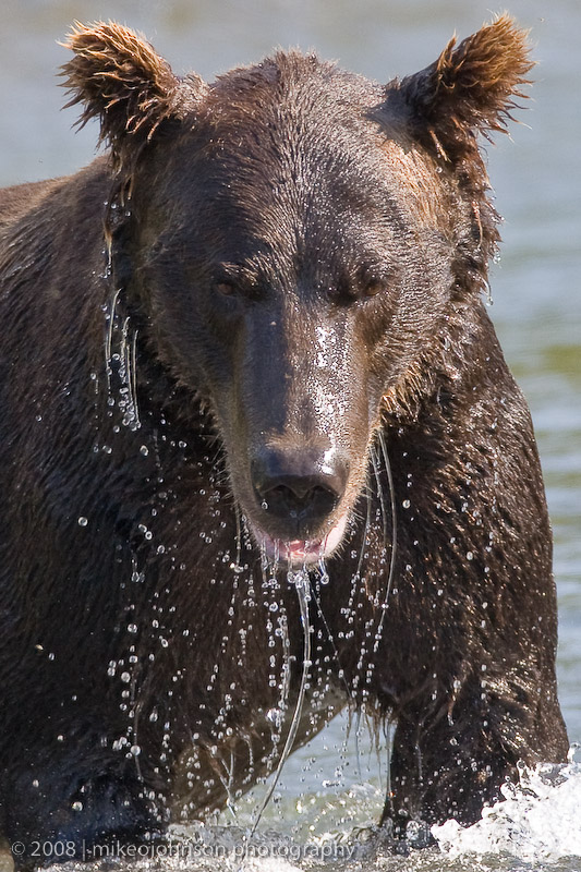 185_Fishing Bear Looking at You