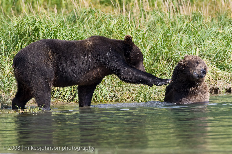 186_Bear Scratch
