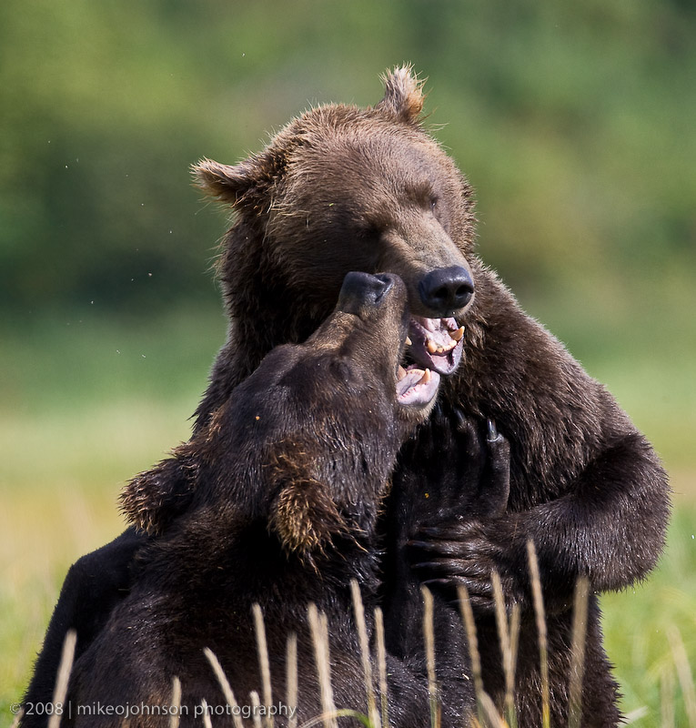 187_Bears Sparring