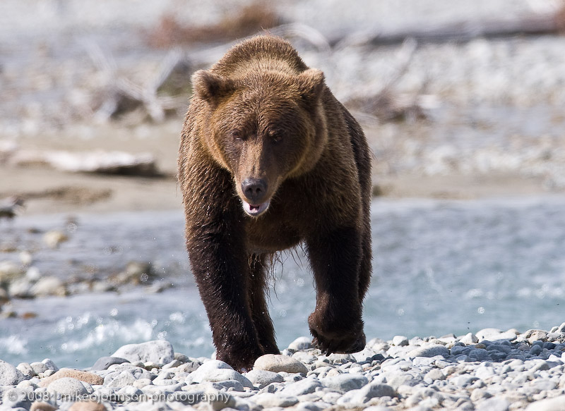 188_Bear Headed My Way