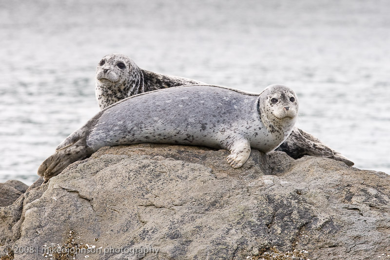 190_Seals on Rock
