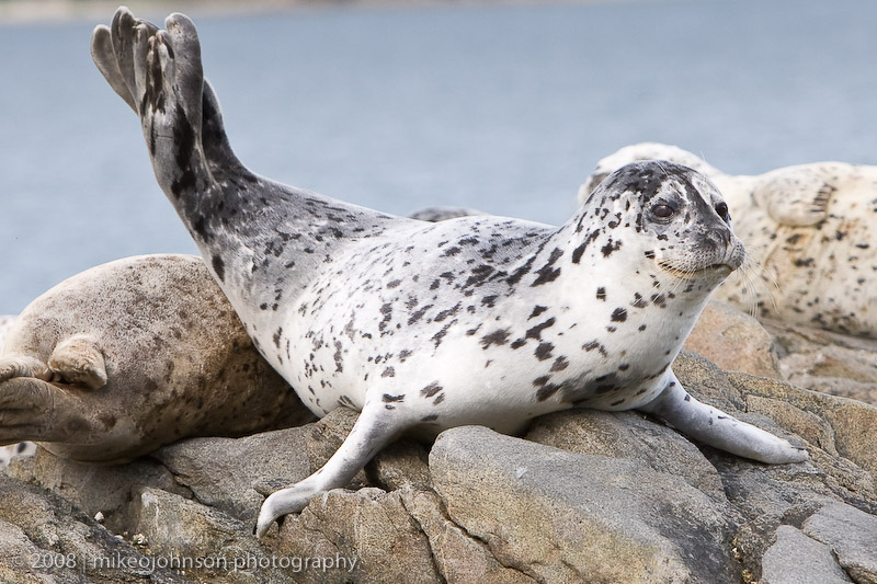 191_Seal Pose