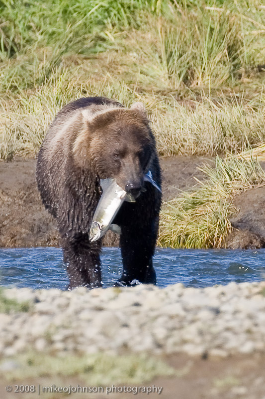 199_Bear with Fish