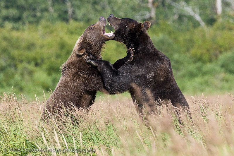 201_Bears Sparring Closeup