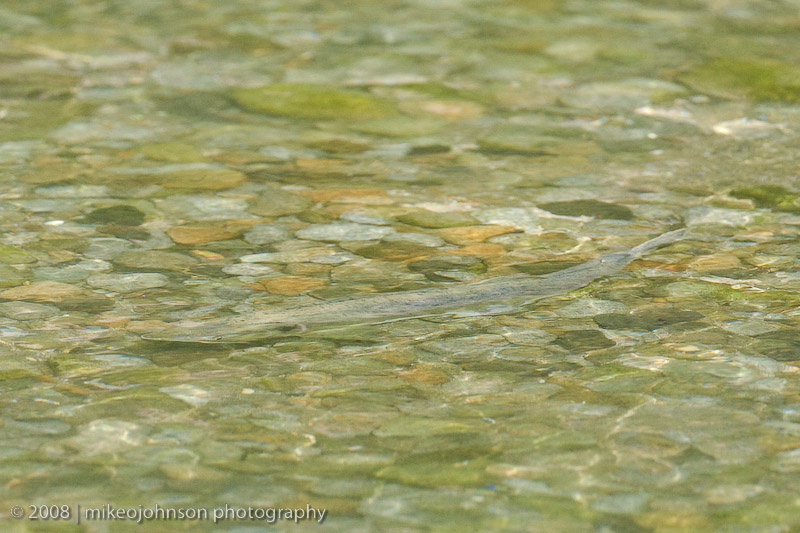 207_Salmon Running