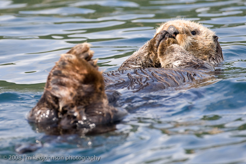 211_Sea Otter