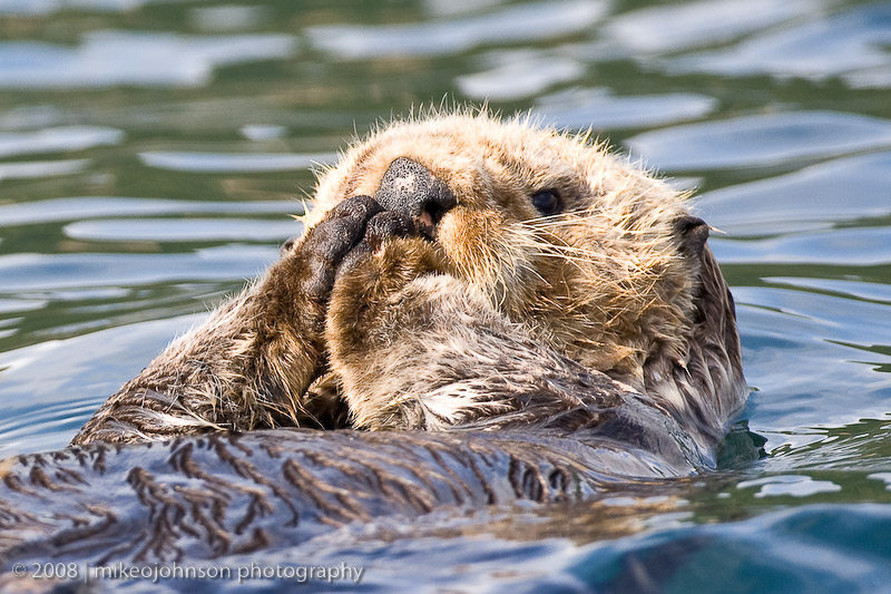 Sea Otter