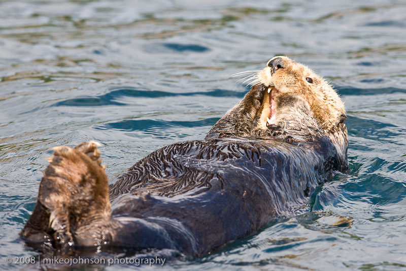 213_Sea Otter Teeth