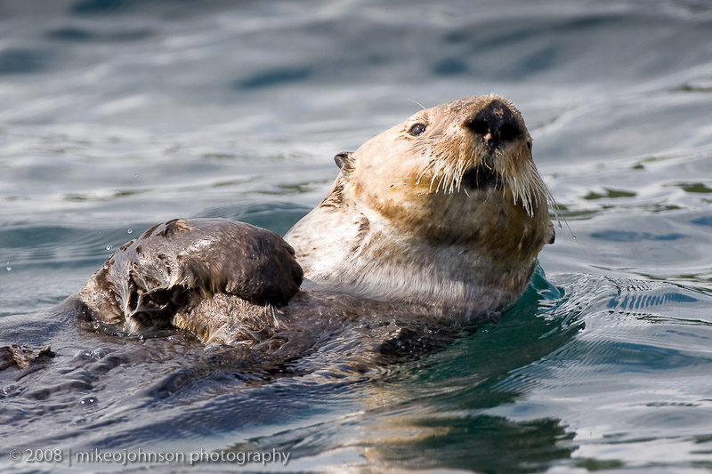215_Sea Otter