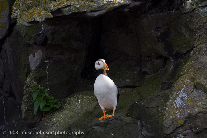 216_Puffin in Shade