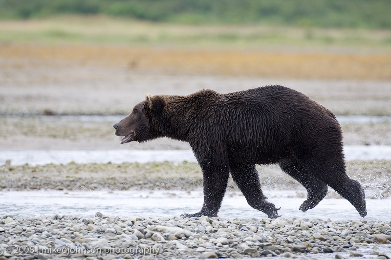 223_Bear Walking By