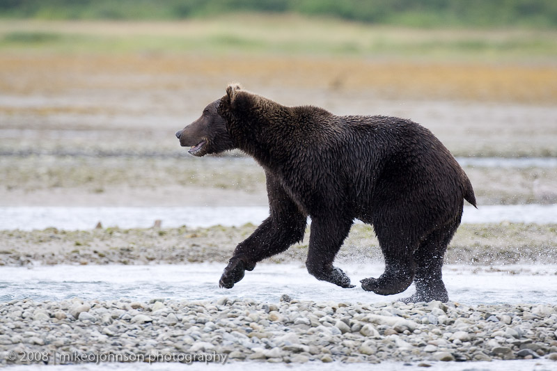 224_Bear Fishing