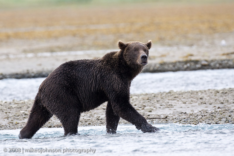 226_Bear Looking for Fish