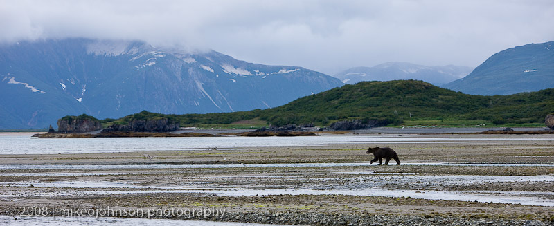 Bear Scenic