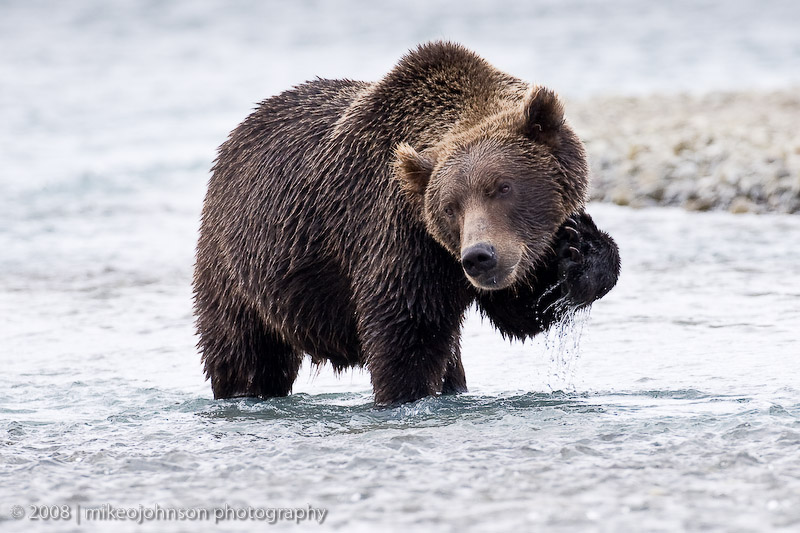230_Bear Scratch