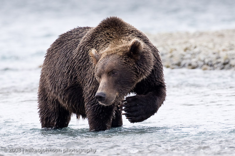 231_Bear Scratch