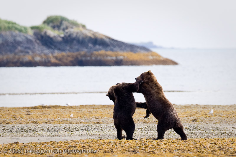 233_Bears Sparring