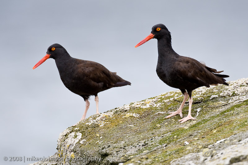 236_Black Oyster Catcher