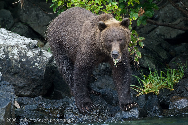 238_Bear on Rocky Coast