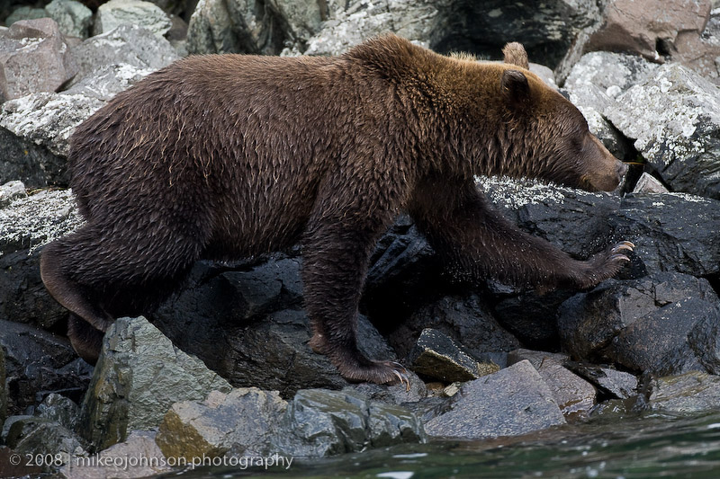 239_Bear on Rocky Coast_20080830_MJ29551MJ.jpg