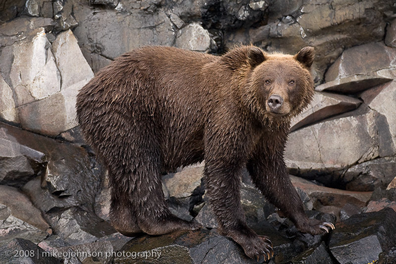 Bear on Rocky Coast