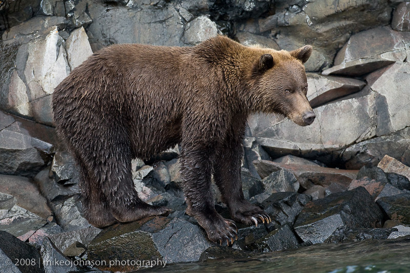 241_Bear on Rocky Coast Looking at Me