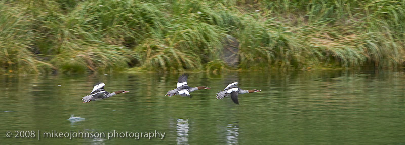 243_Mergansers in Flight