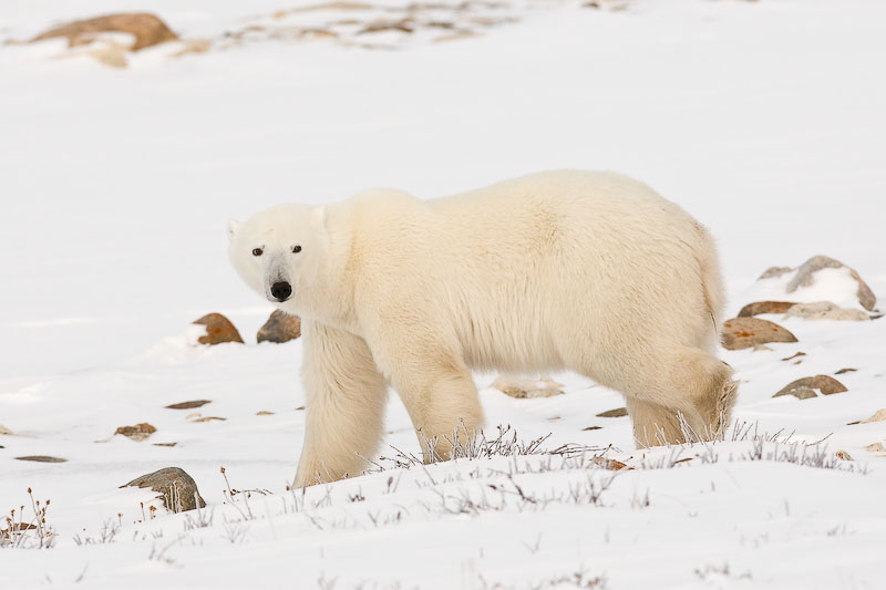 Polar Bear